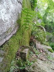 Dryopteris × leedsii