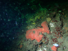 Dragmacidon mexicanum