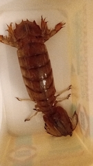 Pterygosquilla armata