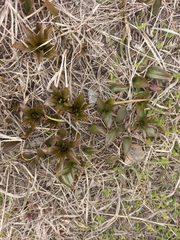 Fritillaria camschatcensis