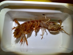 Pterygosquilla armata