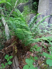 Dryopteris × leedsii