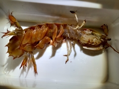 Pterygosquilla armata