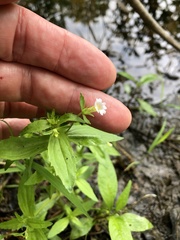 Gratiola virginiana