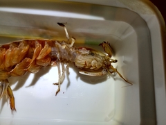 Pterygosquilla armata