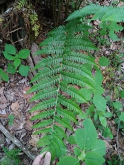 Dryopteris × leedsii