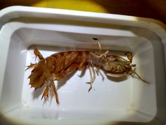 Pterygosquilla armata