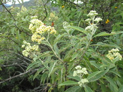 Buddleja lojensis