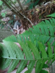 Dryopteris × leedsii