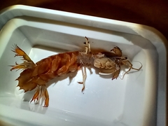 Pterygosquilla armata