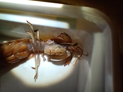 Pterygosquilla armata