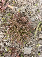 Taraxacum ceratophorum