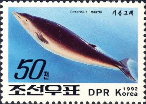 Baird's Beaked Whale