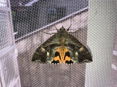 Eudocima