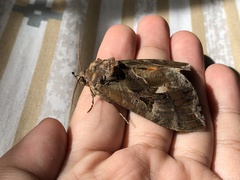 Eudocima
