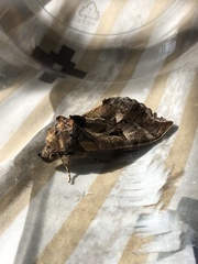 Eudocima
