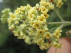 Buddleja lojensis