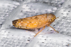Spathanus acuminatus