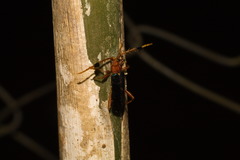 Compsoceridius gounellei