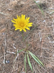Agoseris apargioides
