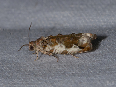 Proteoteras naracana