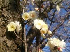 Prunus