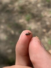Agnocoris