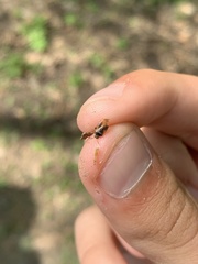 Agnocoris