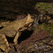 Slender-legged Horned Frog - Photo (c) Alex Figueroa, some rights reserved (CC BY-NC-SA)