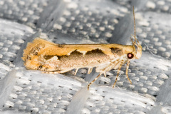 Ornativalva erubescens