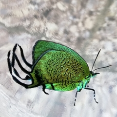 Arcas imperialis