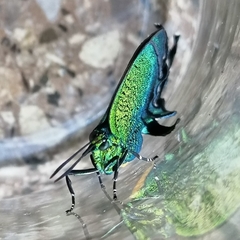 Arcas imperialis