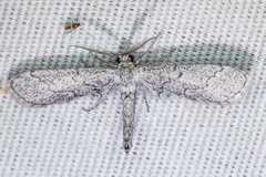 Glaucina erroraria