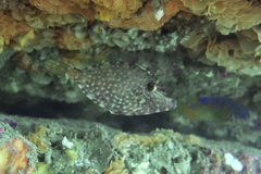 Meuschenia flavolineata