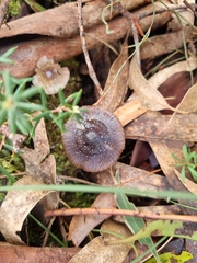 Mycena nargan