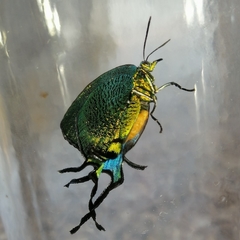Arcas imperialis