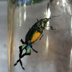 Arcas imperialis