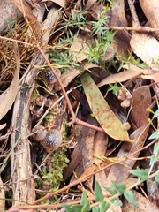 Mycena nargan
