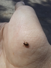 Chrysomelidae