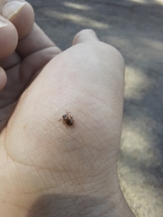 Chrysomelidae