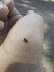 Chrysomelidae