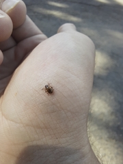 Chrysomelidae