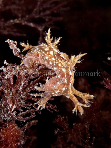 Bushy-backed Nudibranch