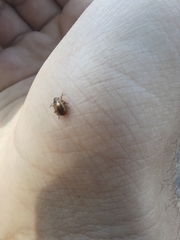 Chrysomelidae