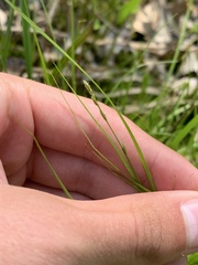 Carex trisperma