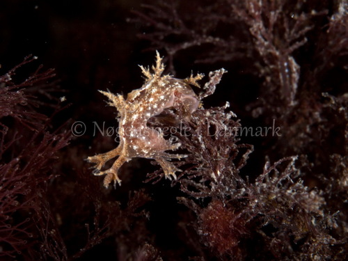 Bushy-backed Nudibranch