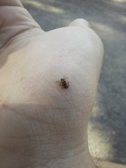 Chrysomelidae