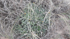 Senecio crassiflorus