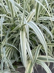 Arundo donax versicolor