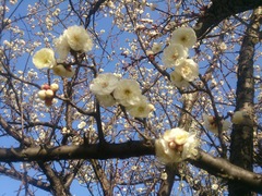 Prunus